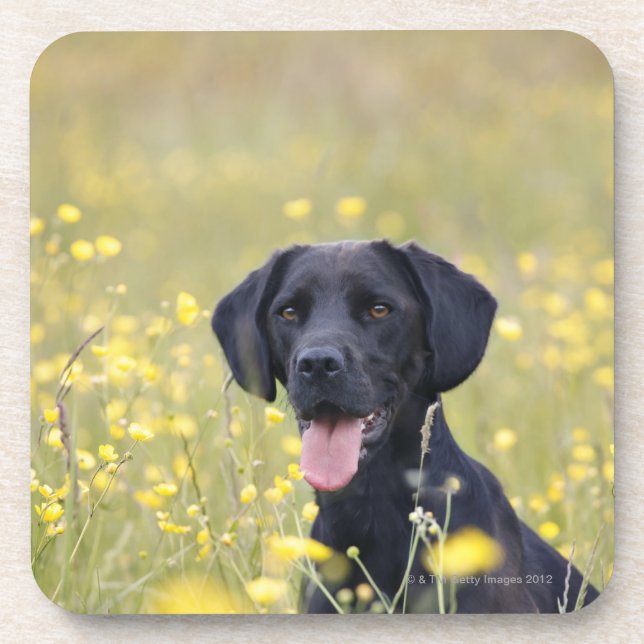 Puppy 16 Months 2 Beverage Coaster (Front)