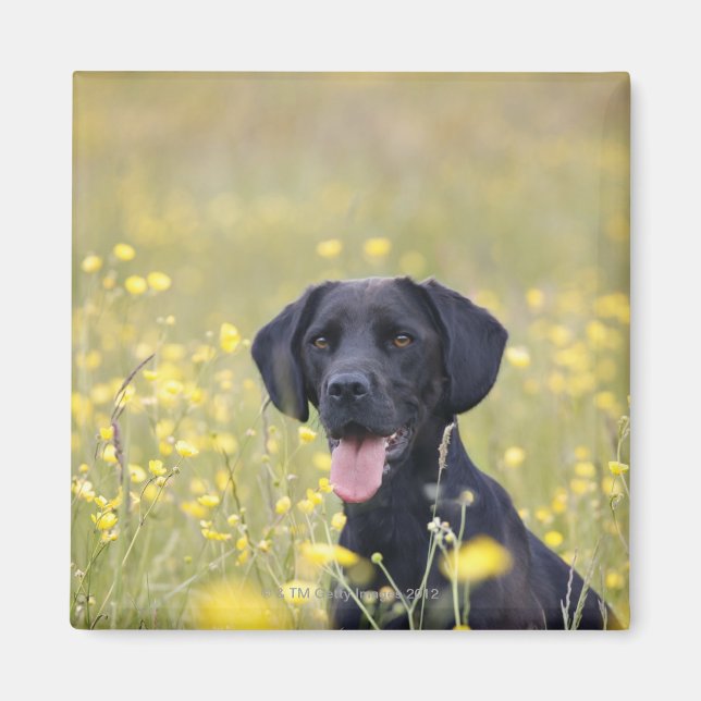 Puppy 16 Months 2 Magnet (Front)