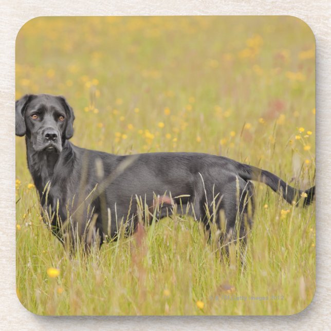 Puppy 16 Months Beverage Coaster (Front)