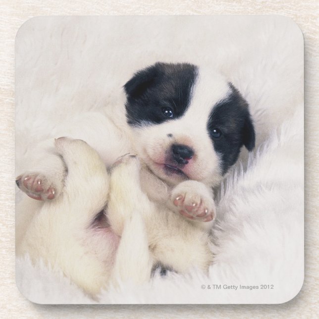 Puppy 2 beverage coaster (Front)