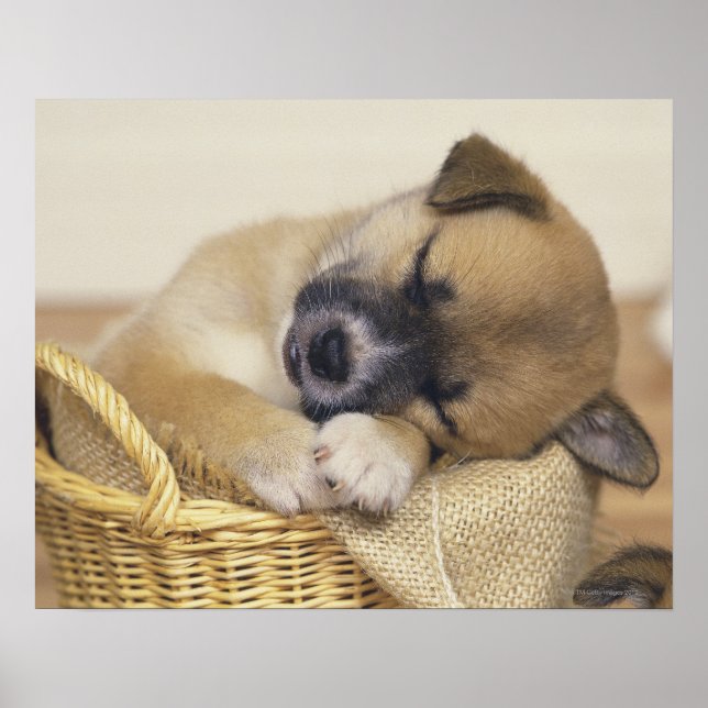 Puppy 3 poster (Front)