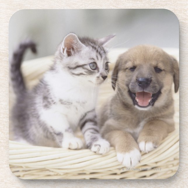 Puppy and Baby Cat Drink Coaster (Front)