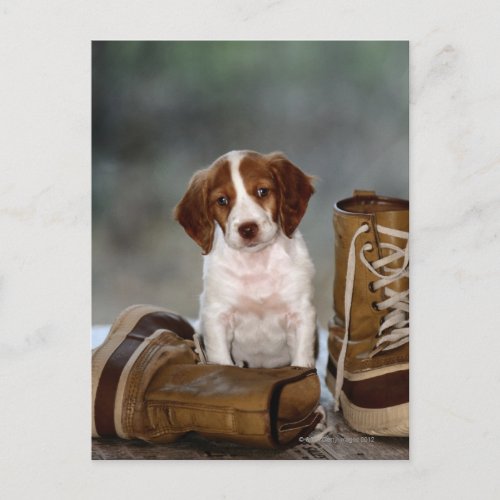 Puppy and Boots Postcard