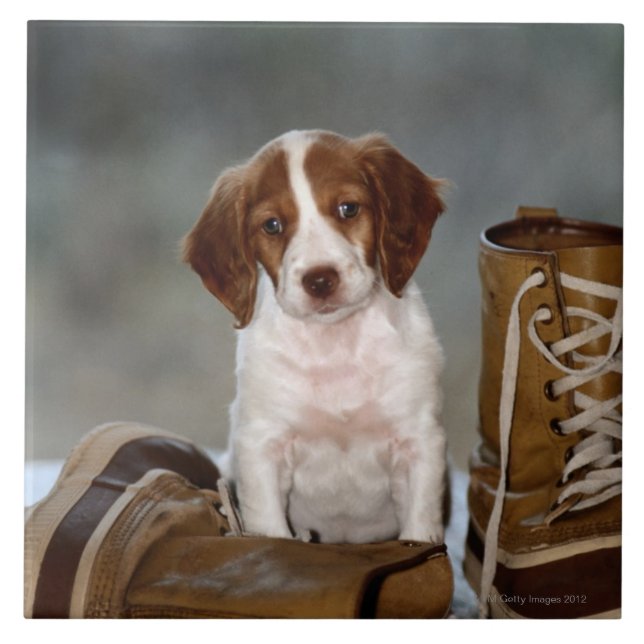 Puppy and Boots Tile (Front)