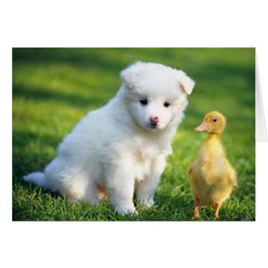 Puppy and Duckling Cards (Front Horizontal)