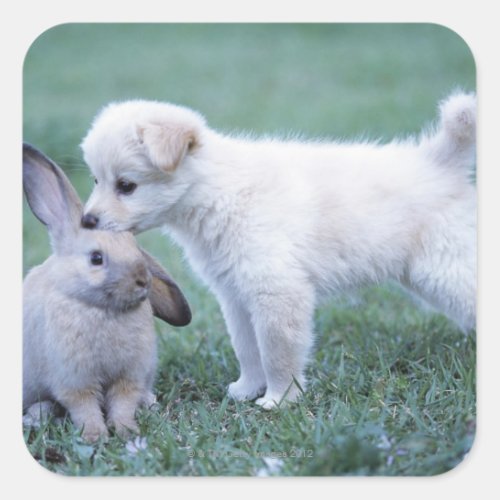 Puppy and Lop Ear Rabbit on lawn Square Sticker
