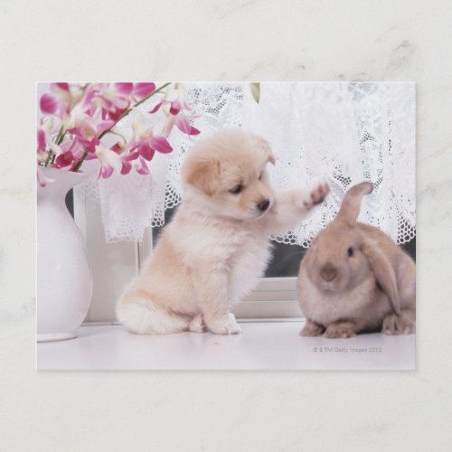 Puppy and Lop Ear Rabbit Postcard