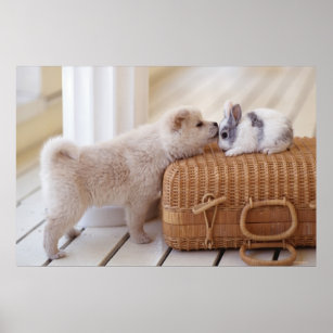 Puppy and rabbit poster