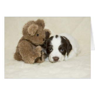 Puppy and Teddy Cards