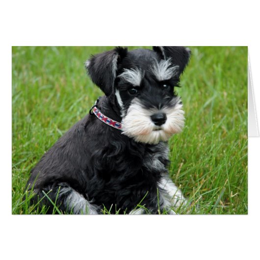 Puppy Attitude (Front Horizontal)