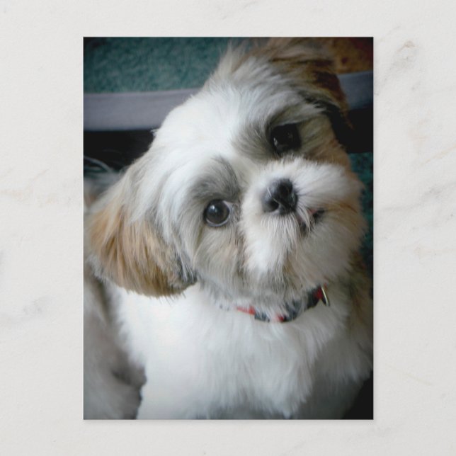 Puppy Buddie Postcard (Front)