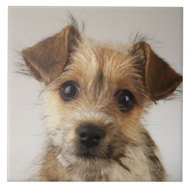 Puppy (Canis familiaris) Tile (Front)