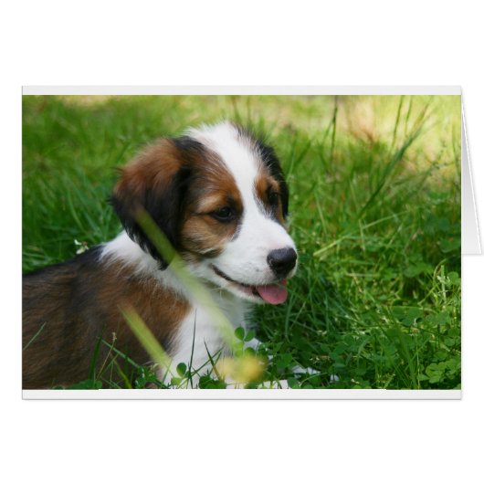 Puppy Cards (Front Horizontal)