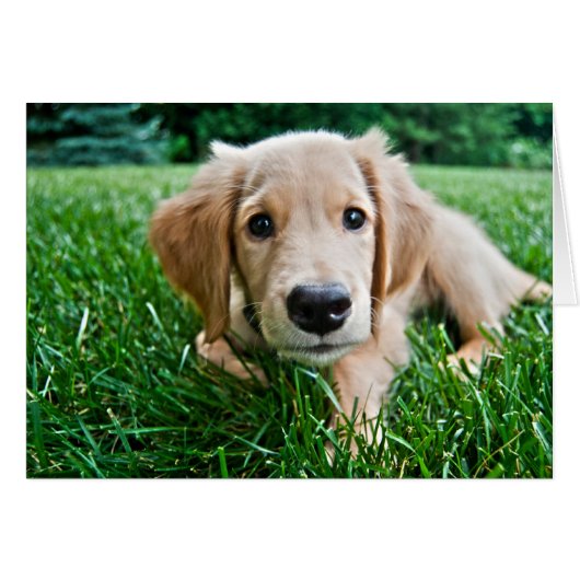 Puppy Cards (Front Horizontal)