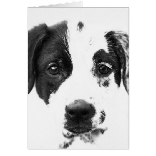 Puppy Cards (Front)