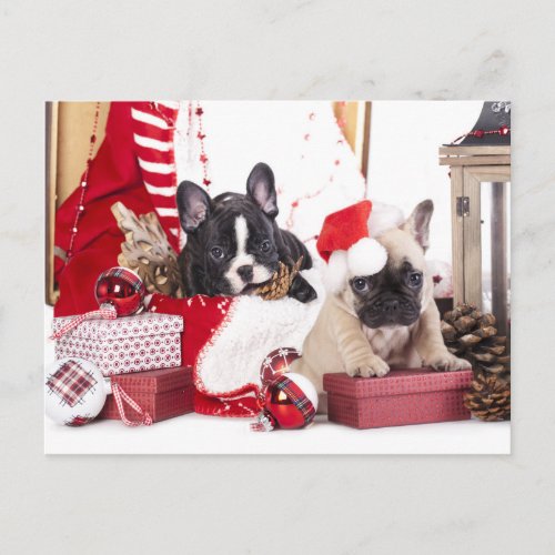 Puppy Christmas French Bulldog Holiday Postcard