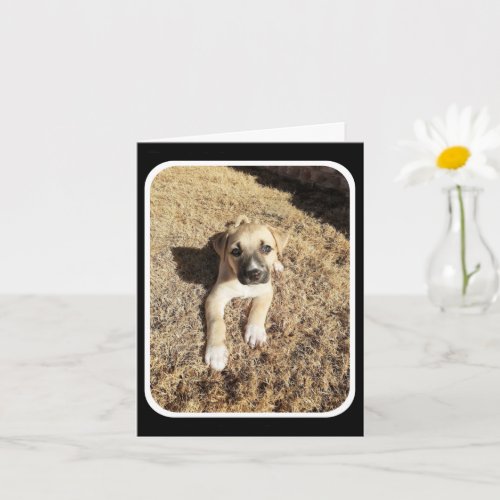 Puppy Curtness overload Folded Greeting Card