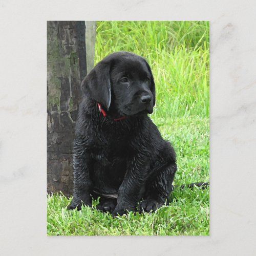 Puppy Days of Summer _ Black Labrador Postcard