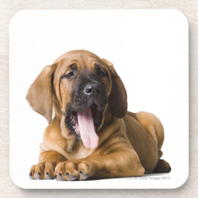 Puppy Dog 2 Drink Coaster (Front)