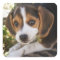 Puppy Dog Beagle