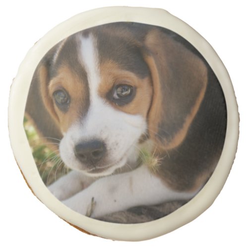 Puppy Dog Beagle Heart Sugar Cookie