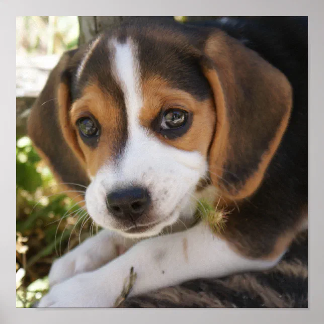Puppy Dog Beagle Poster | Zazzle