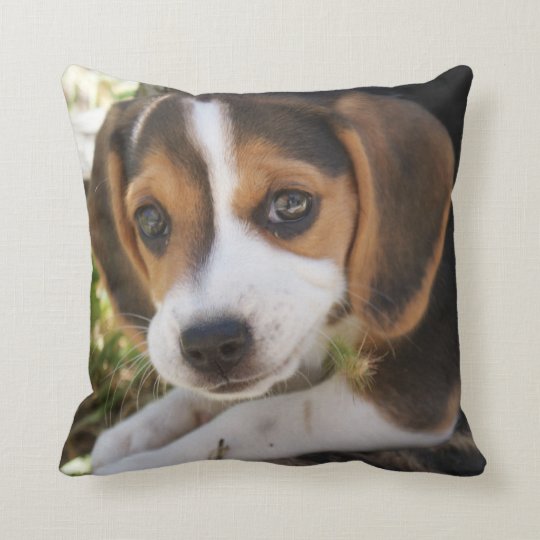 beagle face pillow