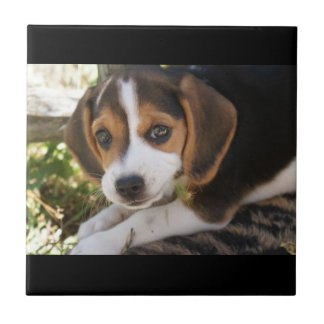 Puppy Dog Beagle Tile