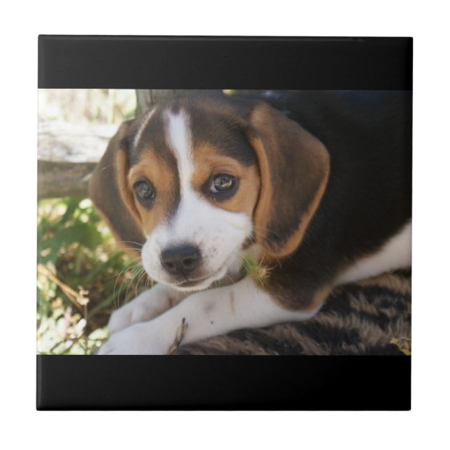 Puppy Dog Beagle Tile (Front)
