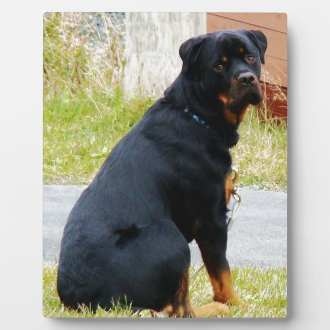 Puppy-dog Eyes Plaque (Front)