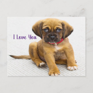 Puppy dog eyes postcard