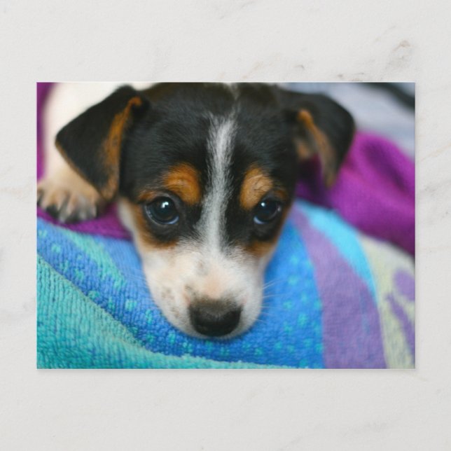 Puppy Dog Eyes Postcard (Front)