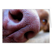 Puppy Dog Nose (Front Horizontal)
