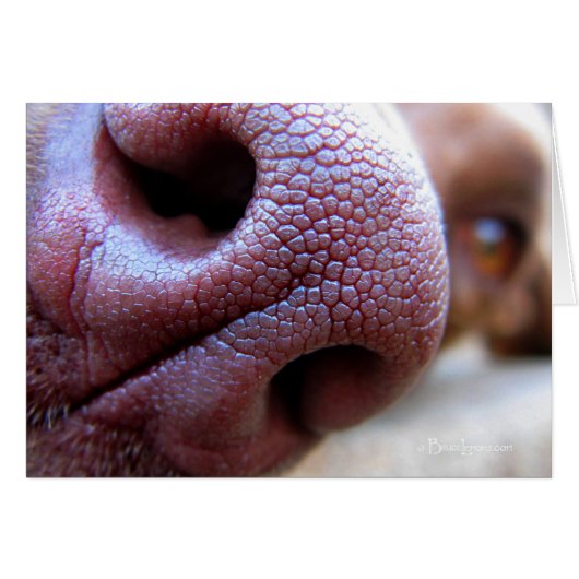 Puppy Dog Nose (Front Horizontal)