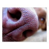 Puppy Dog Nose (Front Horizontal)