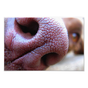 Puppy Dog Nose Photo Print