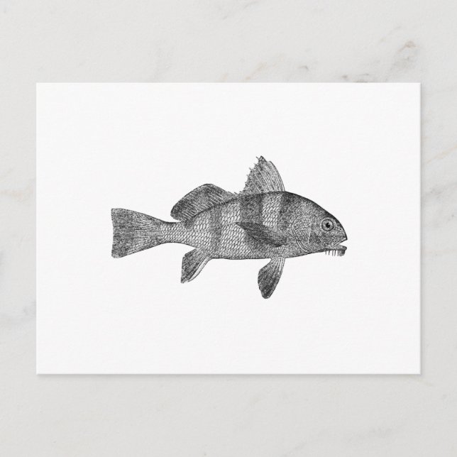 Puppy Drum Logo (line art) Postcard (Front)