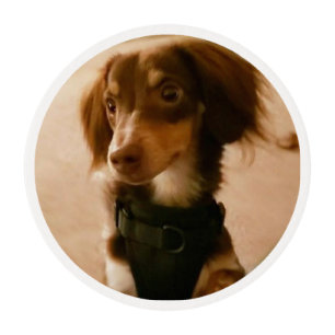 puppy edible frosting rounds