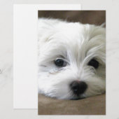 Puppy Eyes (Front/Back)