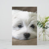 Puppy Eyes (Standing Front)