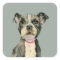 Puppy Eyes | Cute Pit Bull Terrier Dog
