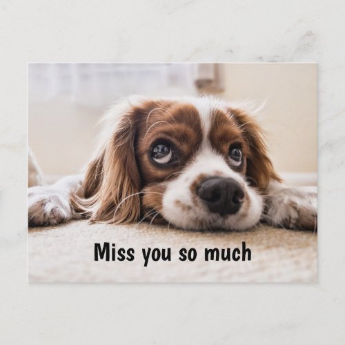 Puppy Eyes Missing You Postcard