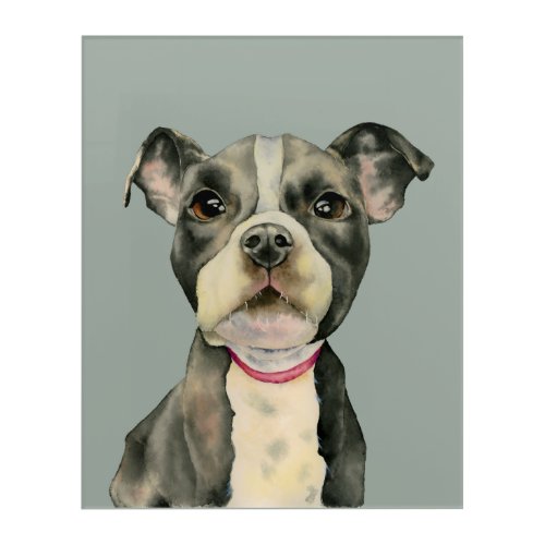 Puppy Eyes Pit Bull Dog Watercolor Painting Acrylic Print