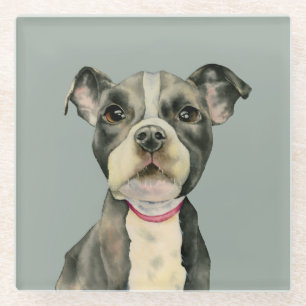 "Puppy Eyes" Pit Bull Dog Watercolor Painting Glass Coaster