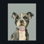 "Puppy Eyes" Pit Bull Dog Watercolor Painting Postcard<br><div class="desc">This is a watercolor painting of a black and white pit bull puppy. It is a close up of the dog with large hopeful looking eyes.</div>