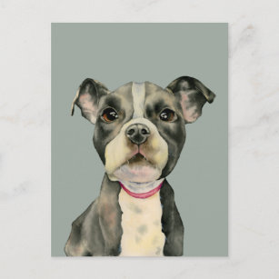 "Puppy Eyes" Pit Bull Dog Watercolor Painting Postcard