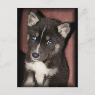 puppy_eyes postcards