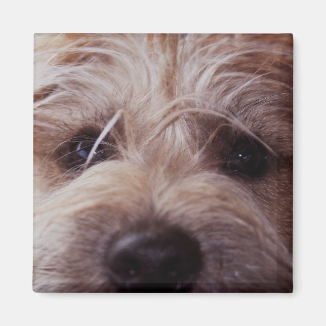 Puppy face close up magnet (Front)