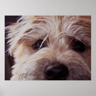 puppy face close up poster