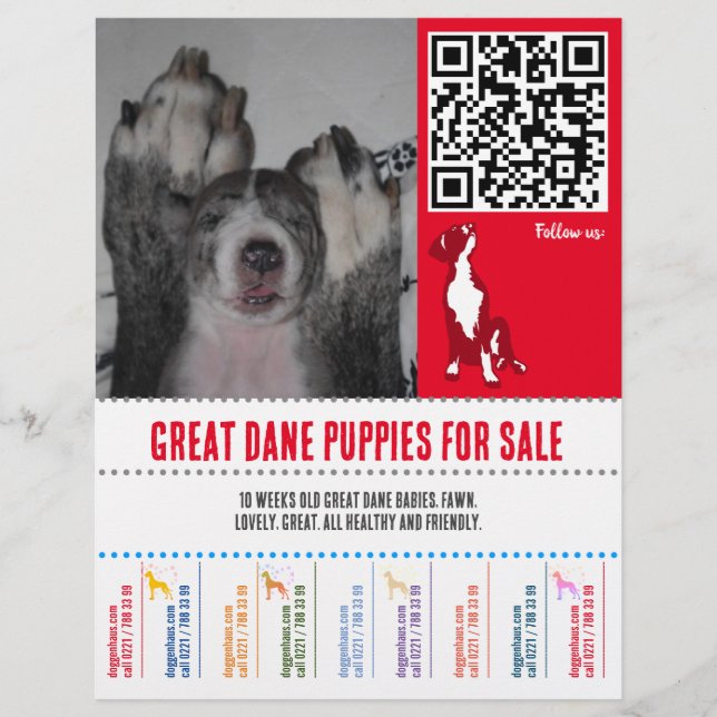 puppy flyers Great Dane or Dogs (Front)